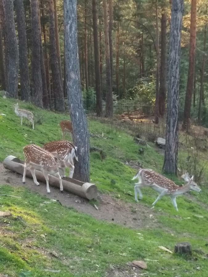 Mavrovo Forest Apartments Buitenkant foto